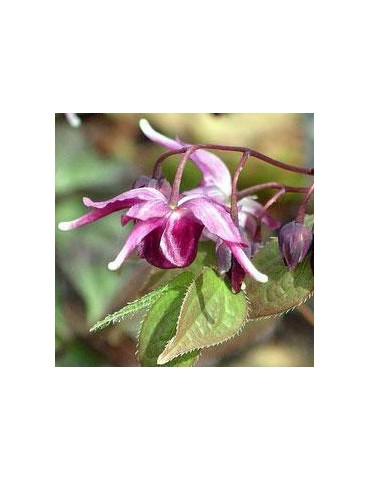Epimède - Fleur des Elfes